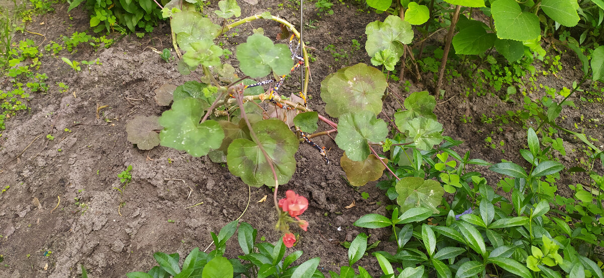 Бегония в открытом грунте.