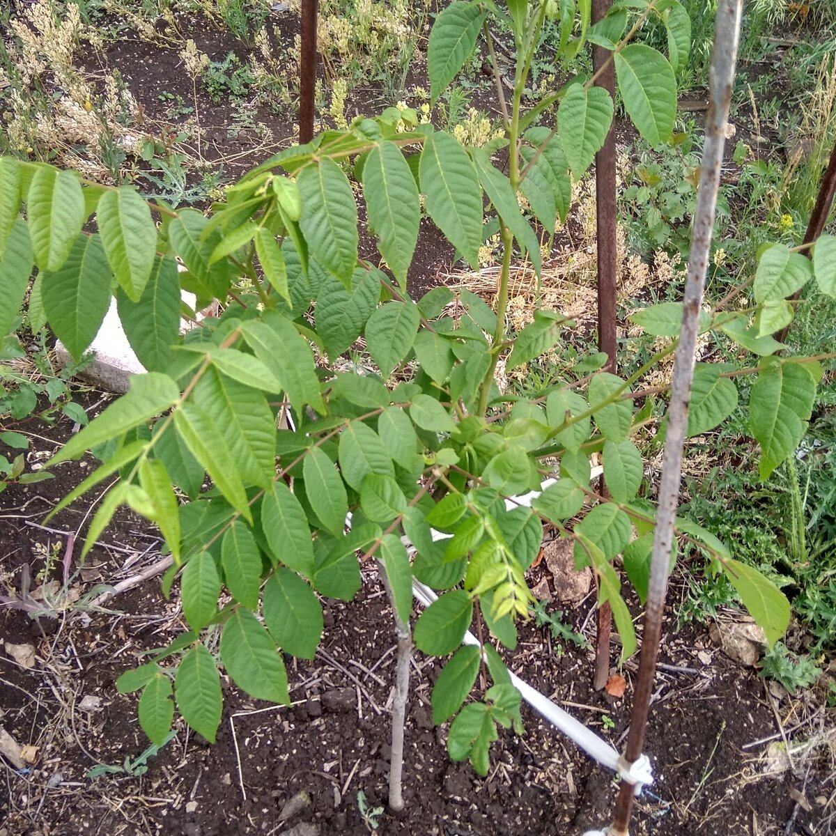 фртр июнь 2021