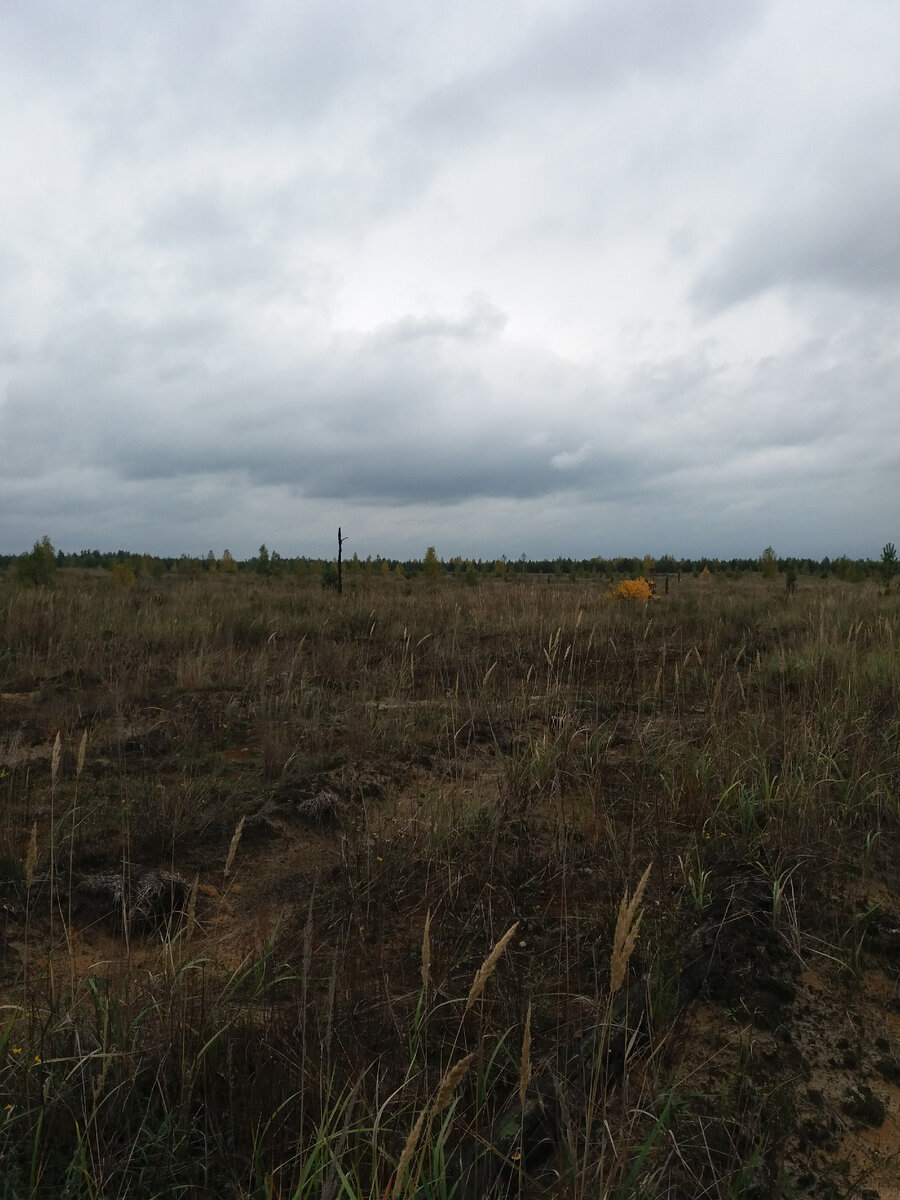 Старый горельник