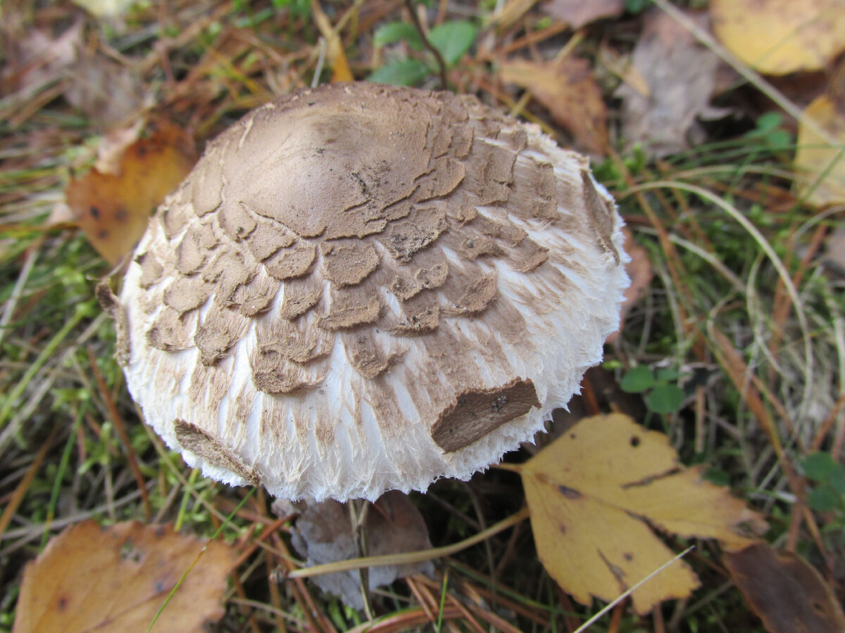 Автор фото Наталья Седова