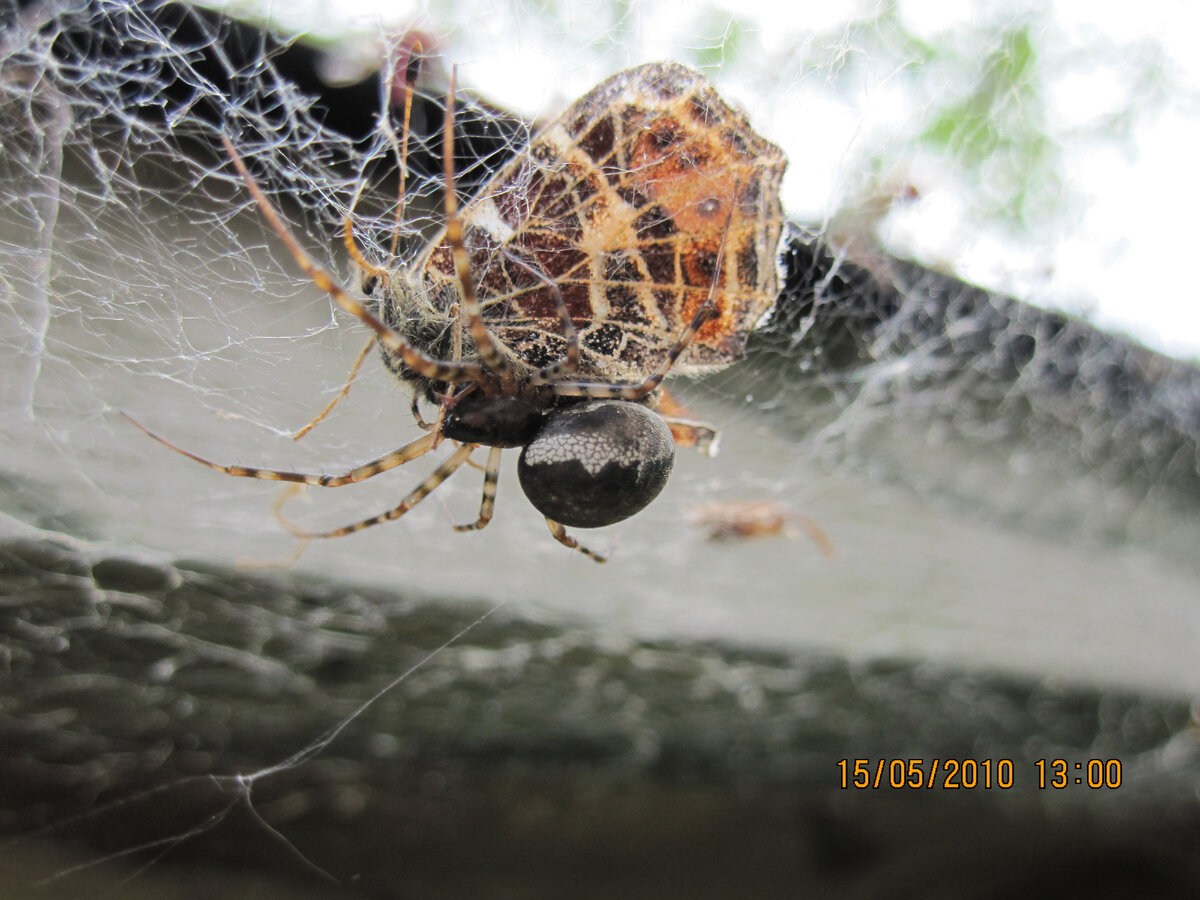 Садовый паук в паутине
