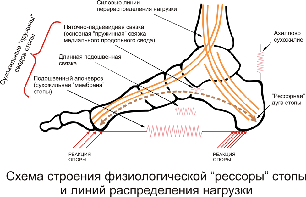 Стопа устроена и функционирует как упругий подвижный