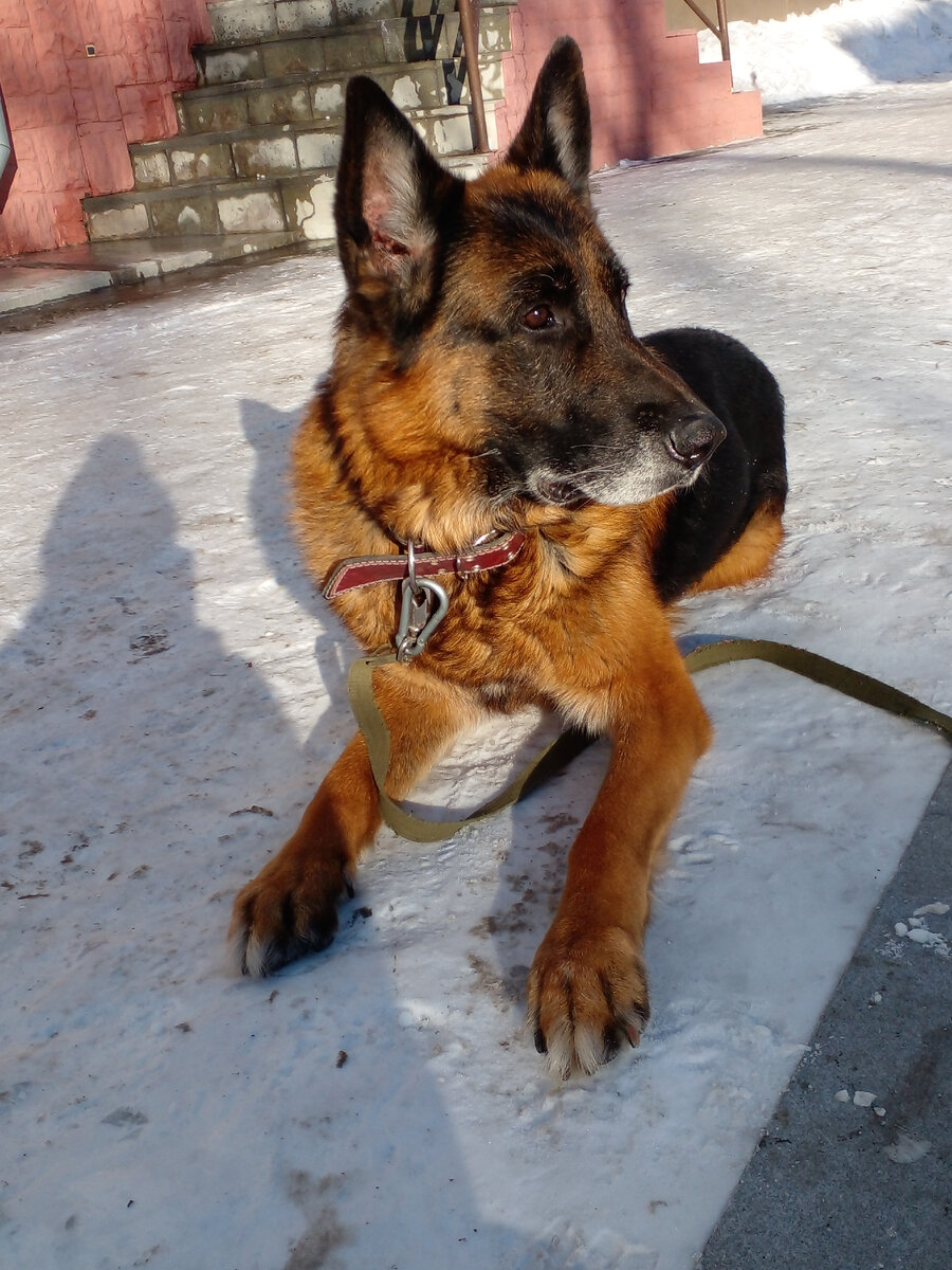 Лающего на меня йорка сфотографировать не догадалась, ибо затупила. Со мной такое бывает.  Поэтому любуйтесь на моего Эриха. :) Фото автора. 