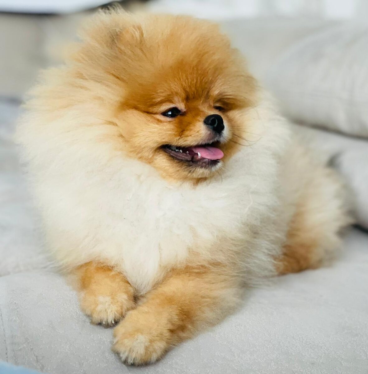 Померанский шпиц | Питомник «Hovline»