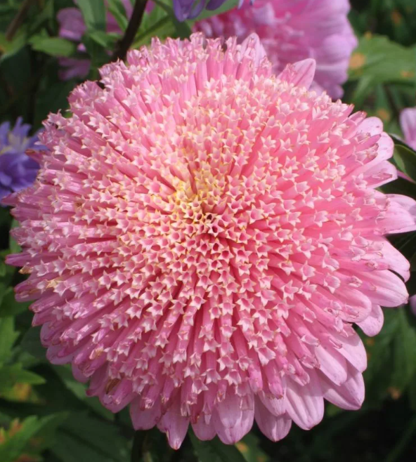 АСТРА  ТРУБЧАТАЯ.               =   ЛИСТАТЬ   =