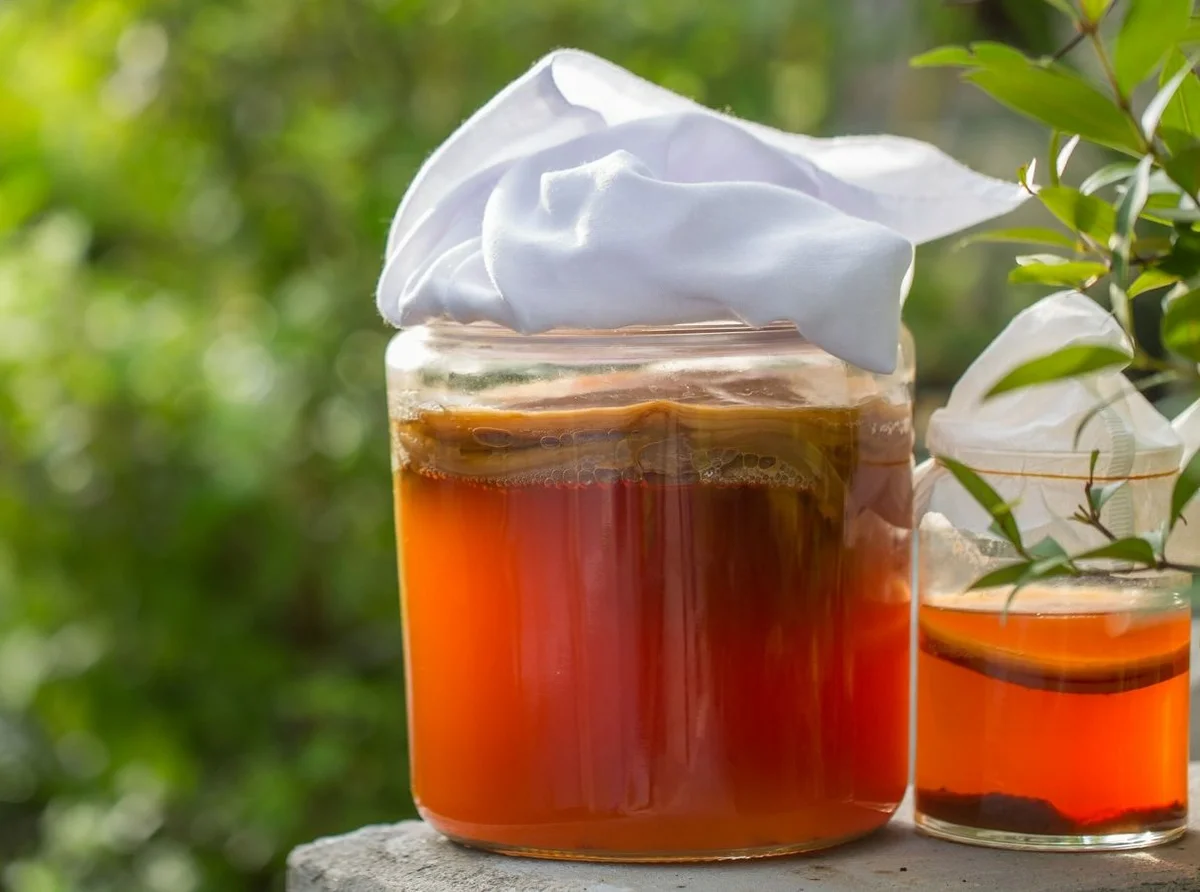 Чайный гриб. Kombucha чайный гриб. Напиток на чайном грибе комбуча. Kombucha чайный гриб. Напиток гриб.