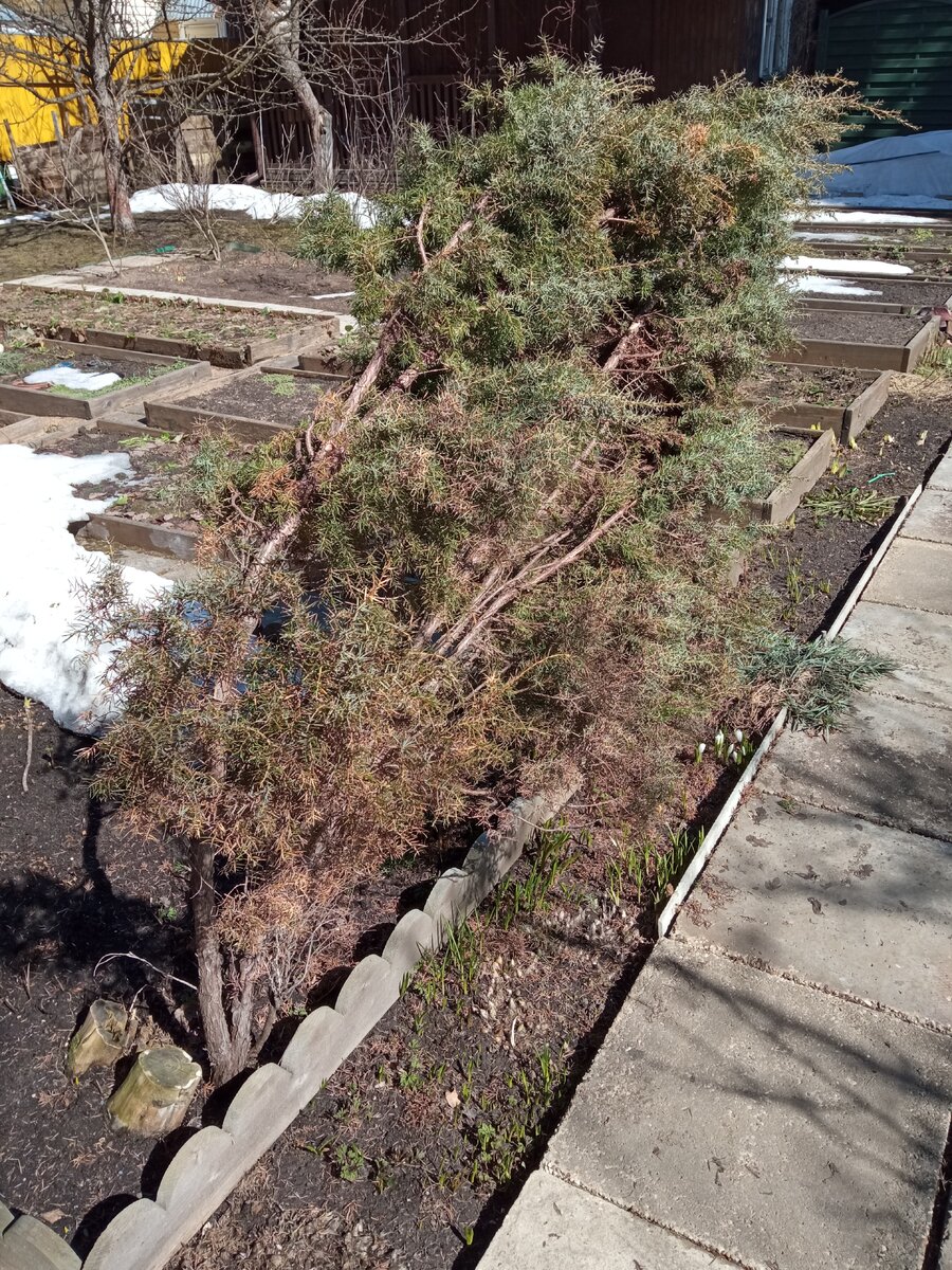 Можжевельник наконец-то освободился от ледяного плена.