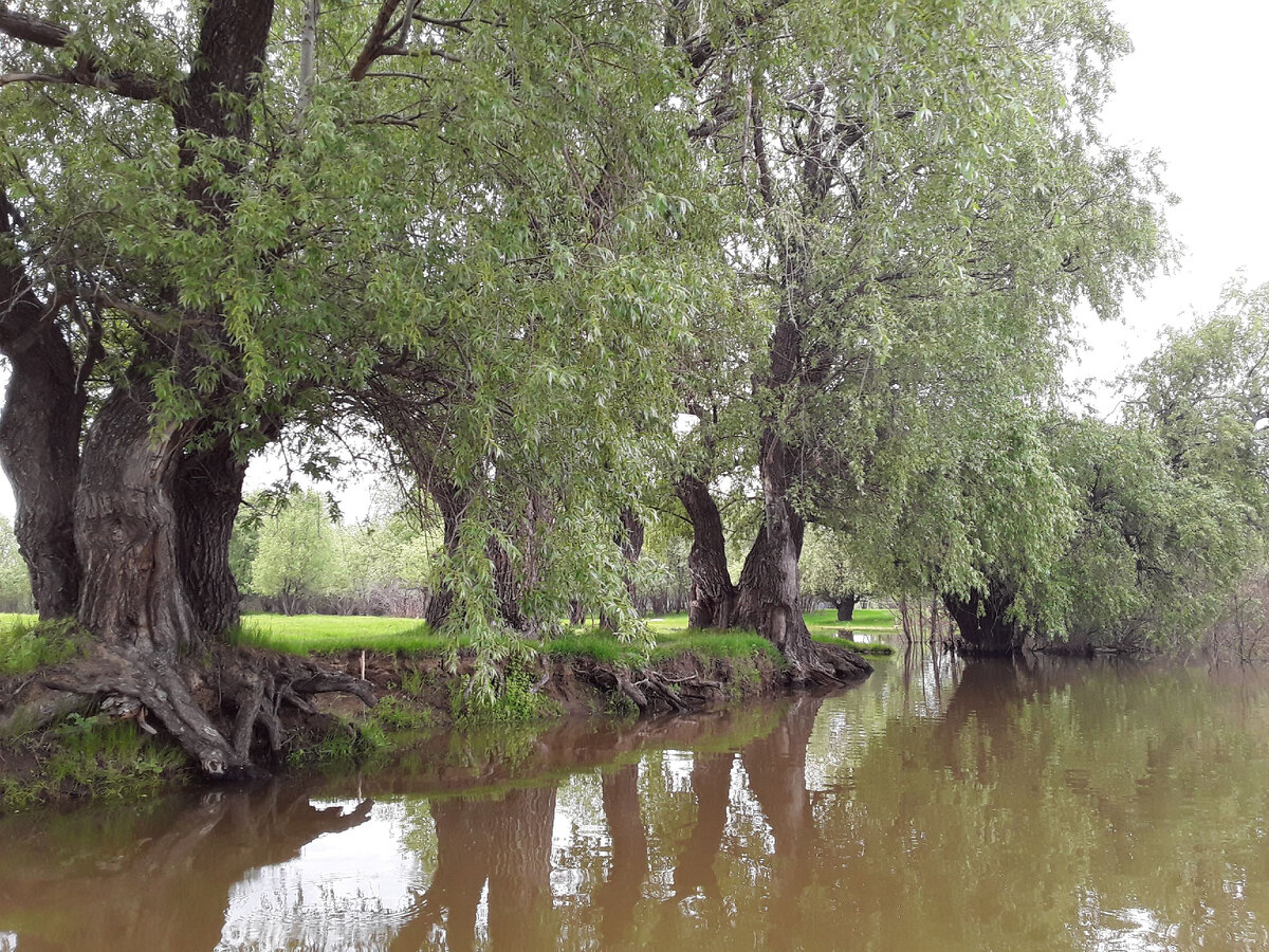 Берег реки Иртыш. Тобольский район. Фото из личного архива.