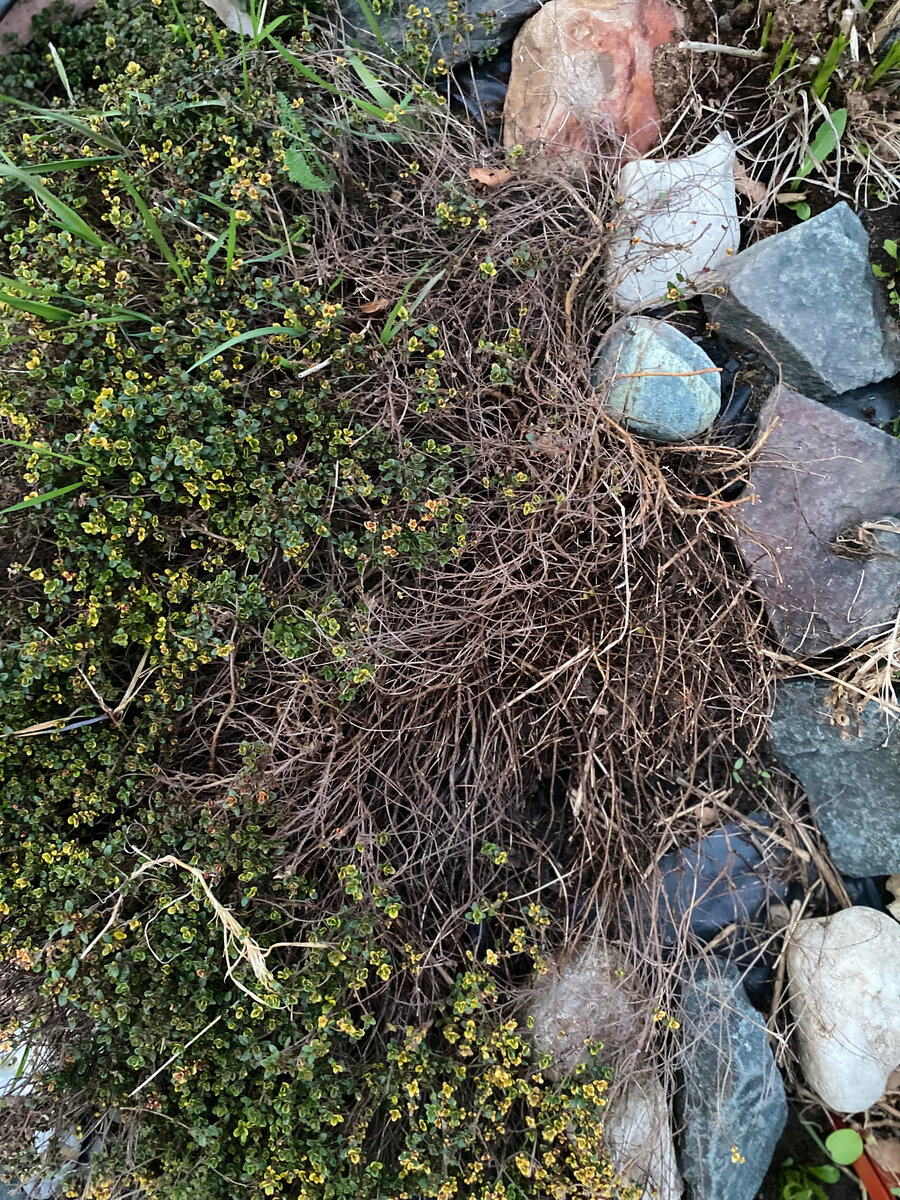 Вот так выглядит сейчас мой тимьян.