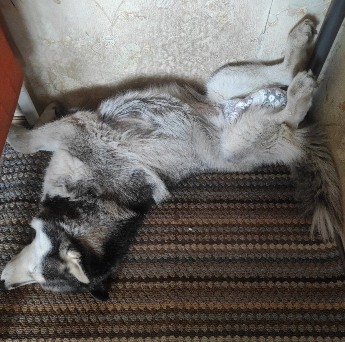 Гном-обоссанец в подгузнике