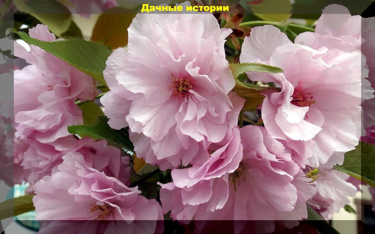 Уральская Сакура миндаль