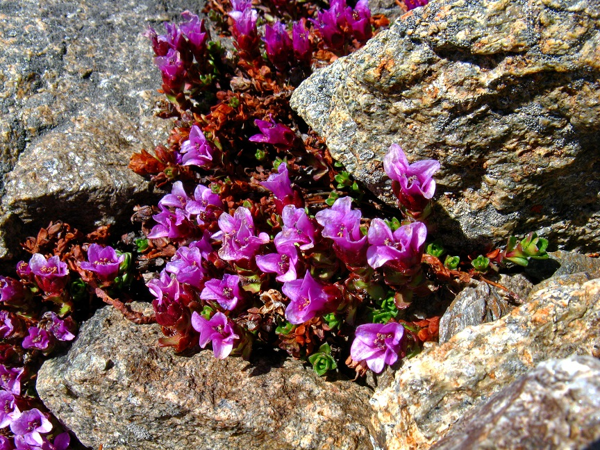 Камнеломка азиатская, Saxifraga asiatica Hayek (S. oppositifolia auct. non L.). Фото Ю. Калинкин