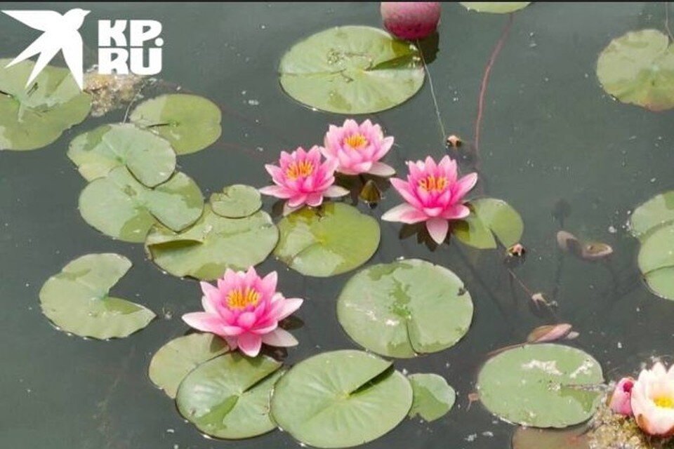     Именно на такой кувшинке уплывала крошка Дюймовочка из одноименной сказки Андерсена от противного семейства жаб Татьяна ЦВЕНГЕР