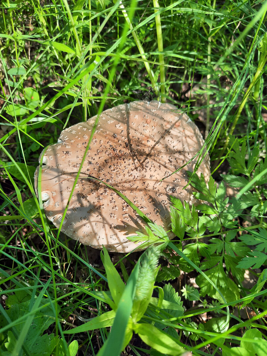 Розовый мухомор - съедобный гриб.
Фото автора