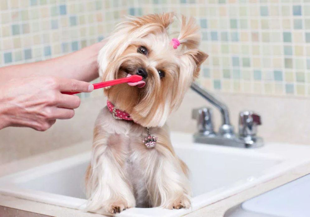Сколько раз мыть собаку. Гигиена собак. Груминг мытье. Зубная щетка для йоркширского терьера. Уход за собакой.