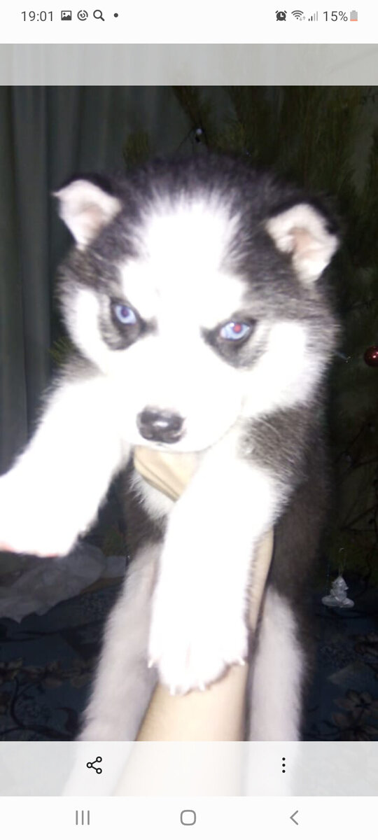 Ему было полтора месяца. На второй день после приезда. Искупали и высушили. Стал таким медвежонком