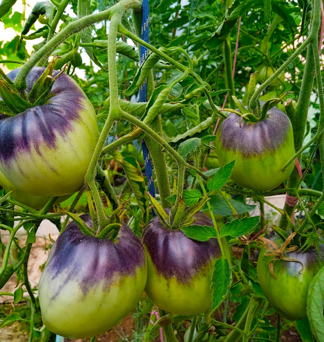 Мой Паскаль из Пикардии не очень похож на каноническое описание (плоды должны быть более сливовидными), так что возможен пересорт