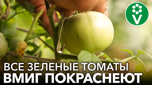 Томаты покраснеют быстро - нужна только булавка! Как ускорить созревание томатов?