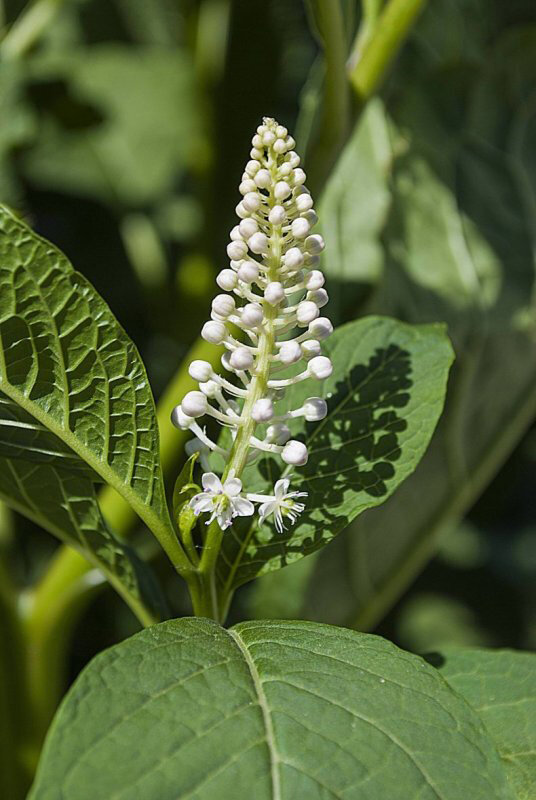 Начало цветения. Фото-пример.