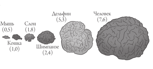 Коэффициент энцефализации животных и человека 