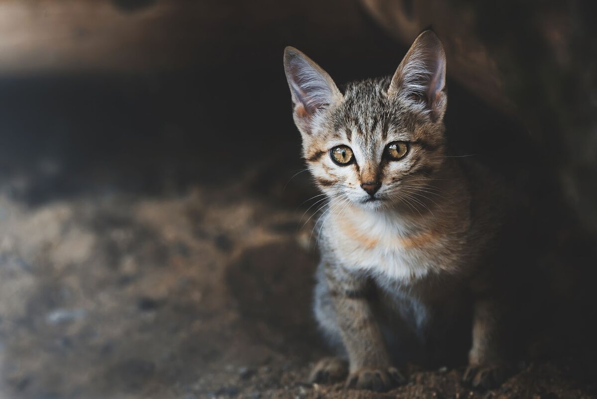 Арабская дикая кошка: ночной убийца, который знает толк в охоте | Заметки о  животных | Дзен