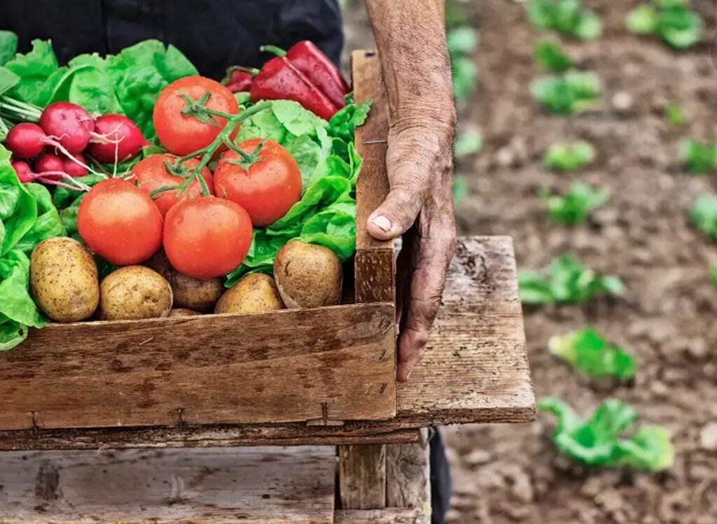 Organic agriculture. Органическое сельское хозяйство. Органическое фермерство. Сельское хозяйство огород. Органическое земледелие.