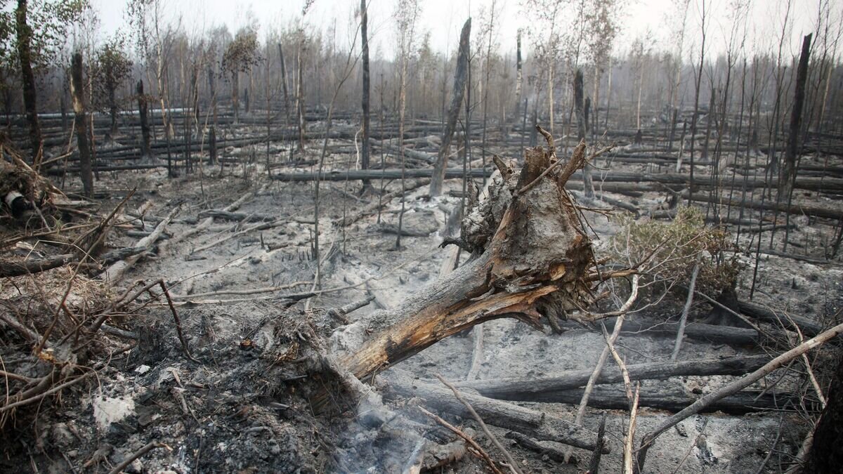    Последствие лесного пожара в Рязанской области© РИА Новости / Виталий Белоусов