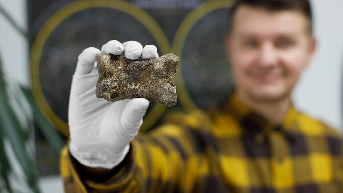     В краеведческом музее Глазова появился уникальный экспонат – кость вымершей в ледниковый период ископаемой лошади. Останки древнего животного специалистам передал житель города, сообщили в пресс-службе музея.