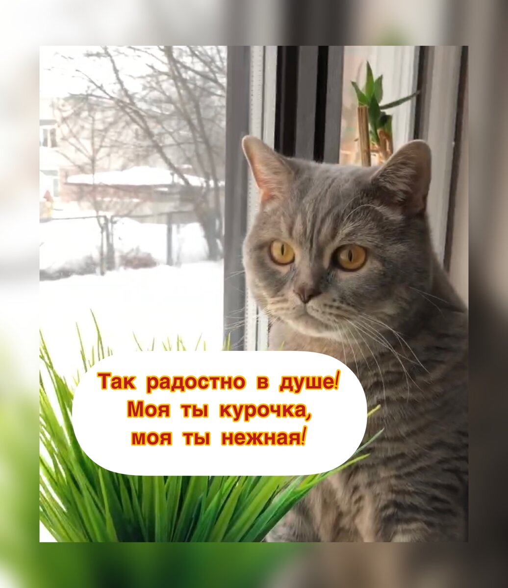 Голосом Похитюши Ароматов😹