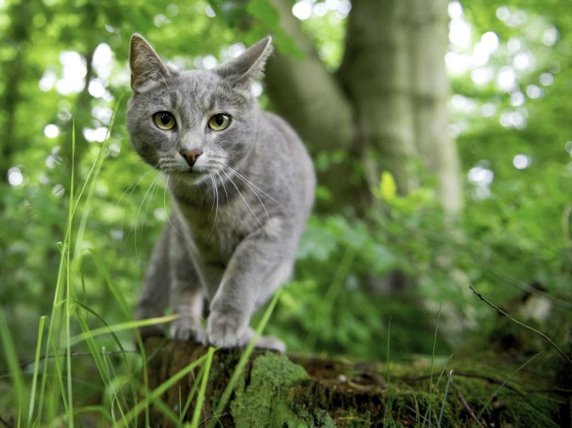 Фото из Яндекс.Картинки