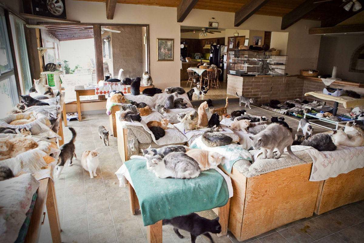 Приют для кошек Кэт Хаус в Калифорнии. Приют для кошек. Приют домашних животных. Куча кошек в квартире.