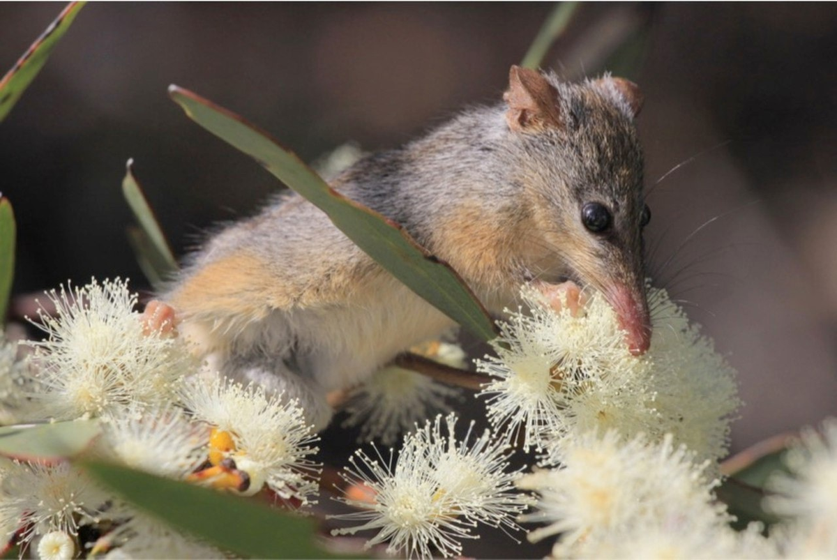 — Стасян, с тобой всё хорошо? 
— Походу, это была не та белая пыльца...