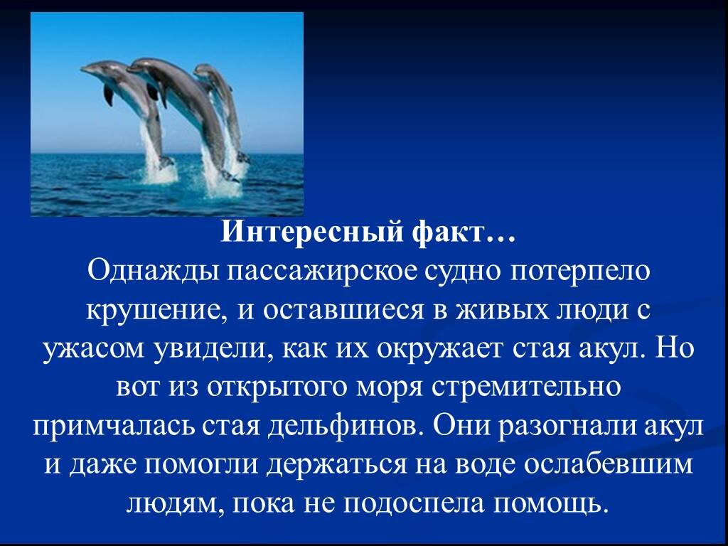 3 интересных факта. Интересные факты о дельфинах. Интересные факты о дельфине. Дельфины интересные факты. Интересное о дельфинах для детей.