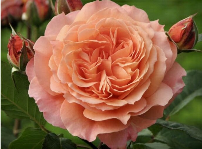 Очень нравится цвет, в нем кокое-то тепло и сияние.