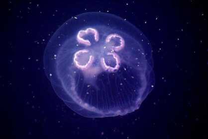 Нашествие медуз в Азовском море и Таганрогском заливе – не редкость. Это ежегодное явление, связанное с сильным осолонением водоёма.-2