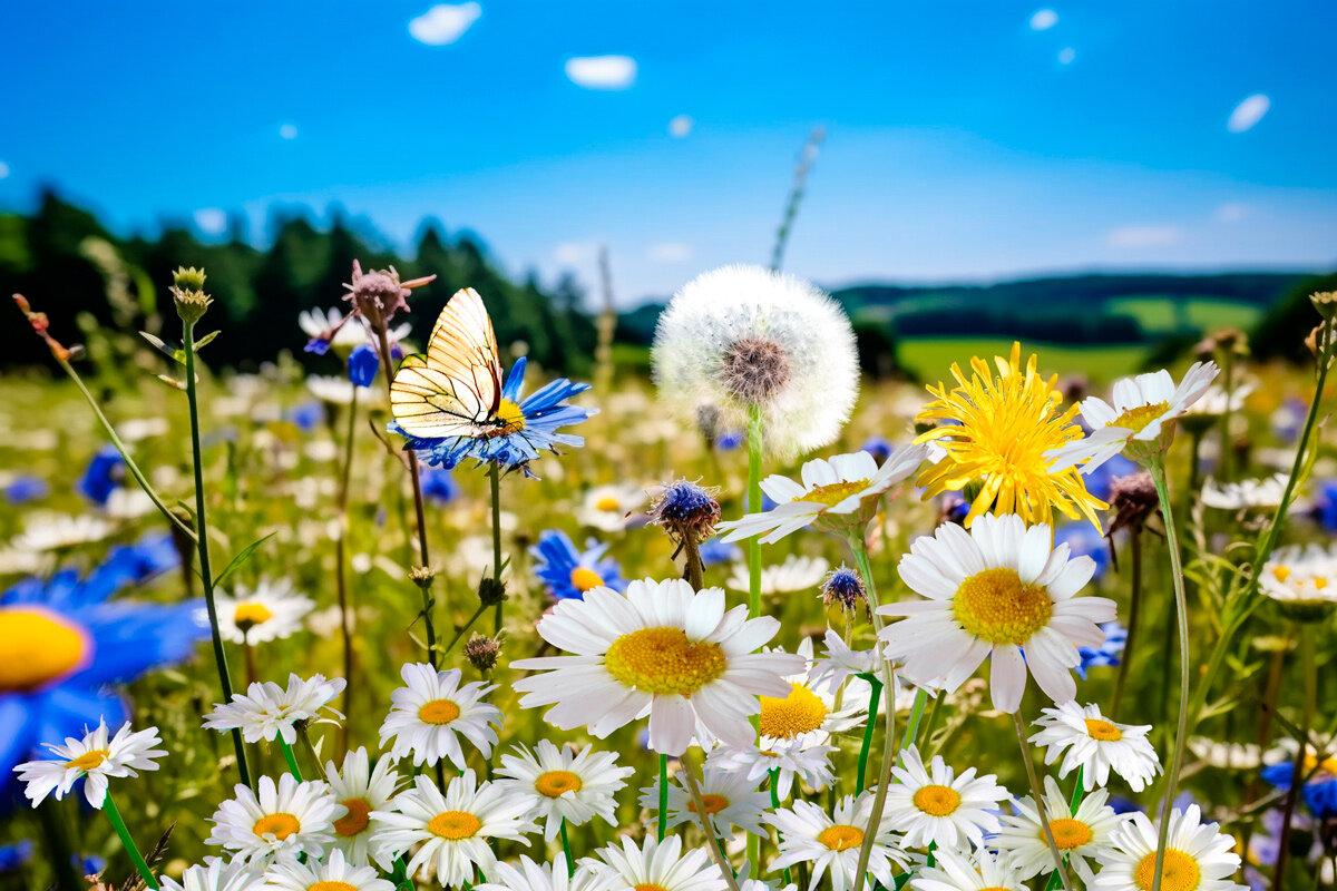    Фото: PHOTOARTDESIGN / Shutterstock.com