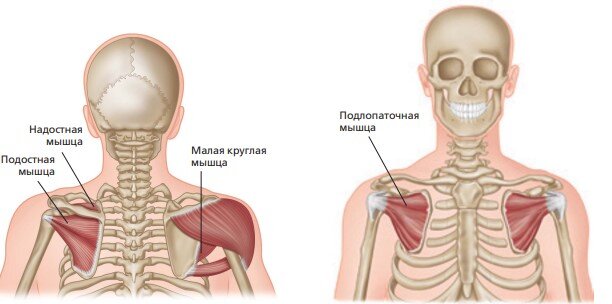 Боль под ключицей: диагностика и лечение