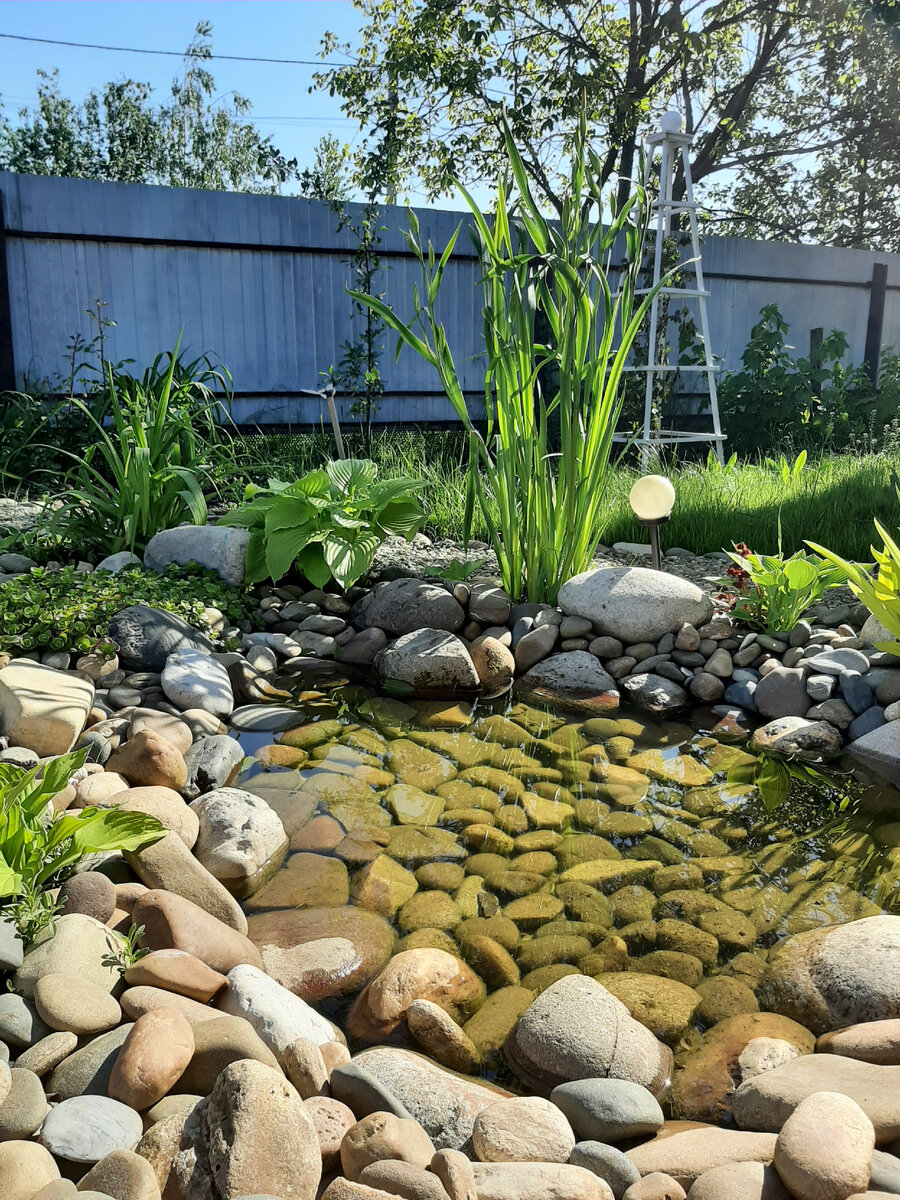 Мой пруд год спустя