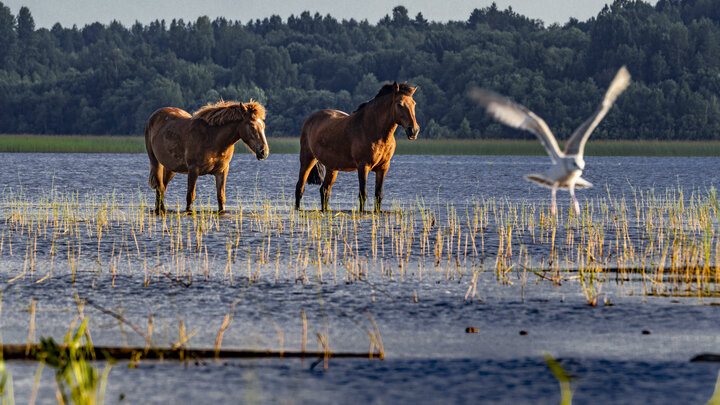 ФОТО: KONSTANTIN KOKOSHKIN/GLOBALLOOKPRESS