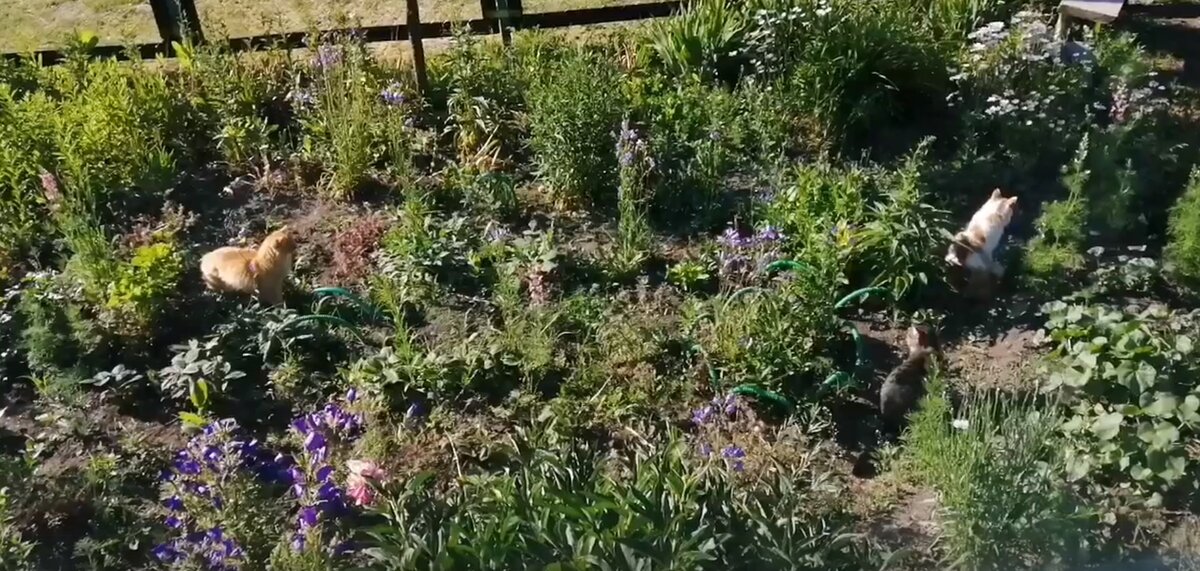 Найди кота. Подсказка - на фото их три. Листаем>>, ответ в следующем фото. Фото автора