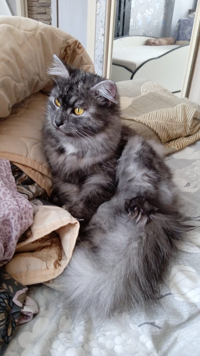 кошка Дымка