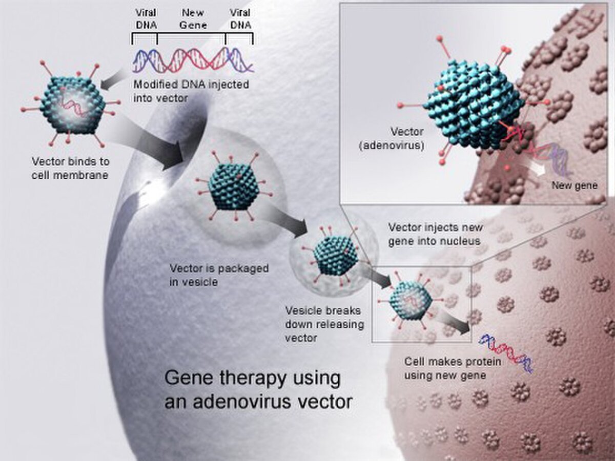 Генетический аппарат вируса представлен молекулой