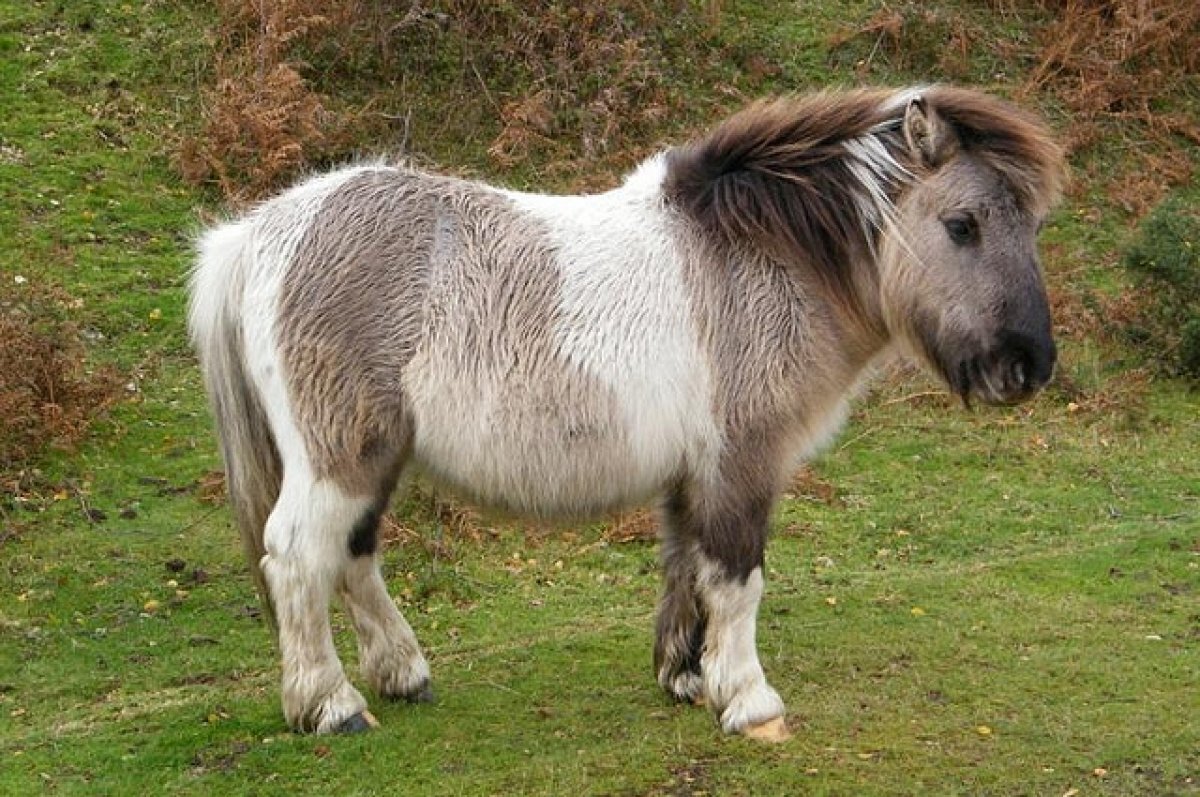    На Урале участница ДТП с пони отсудила 35 тысяч рублей