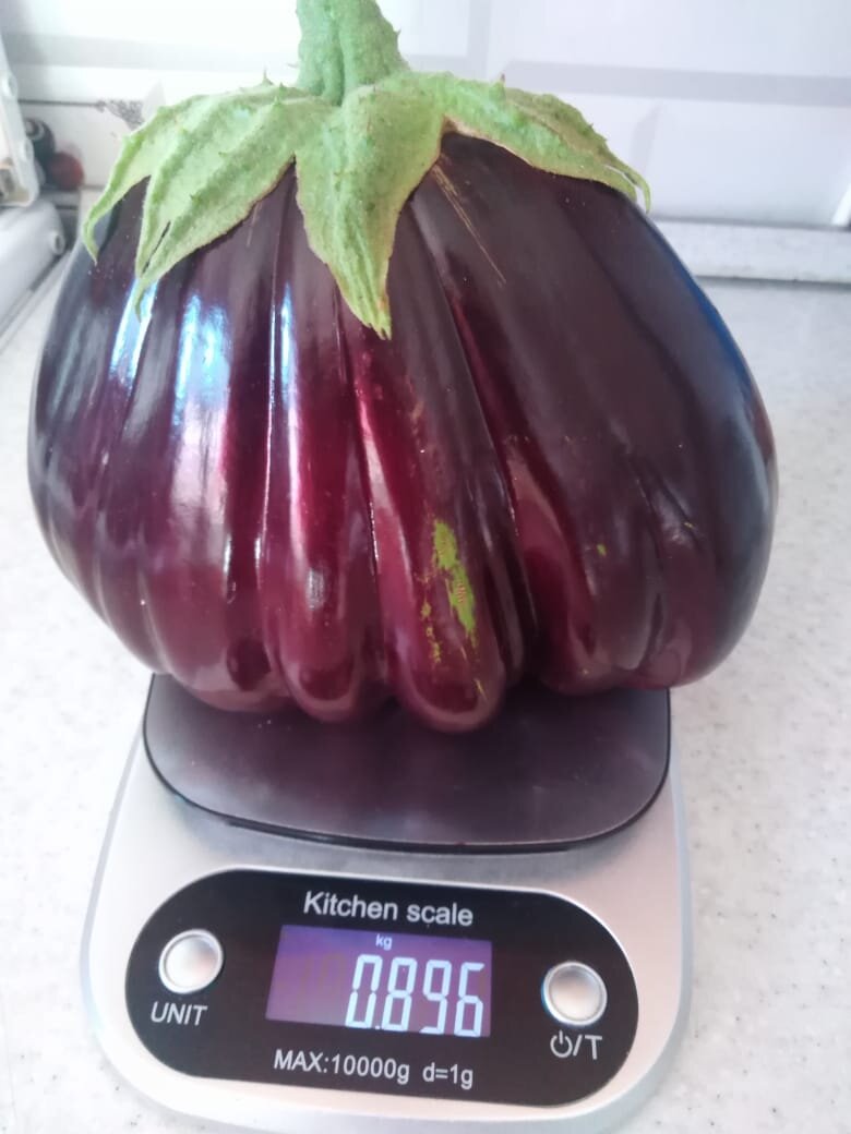 Какой богатырь! Юлия вырастила. 