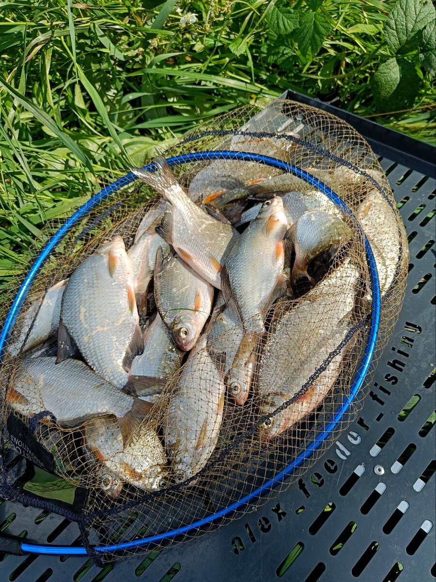 Рыба в реке Ока - все о рыбной ловле: виды, сезон, снасти, советы