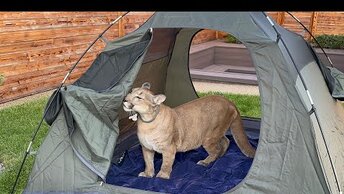 Пуму Месси выгнали из дома и заставили ночевать в палатке! Первая ночь кота на улице