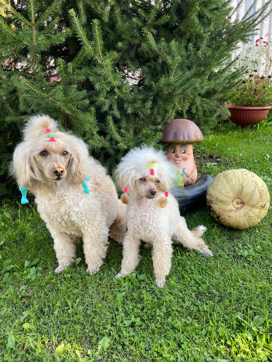 “ Ну что, молодцы мы с мамой Зарочкой?! Вон какой знатный урожай вырастили!” Фото из личного архива автора.