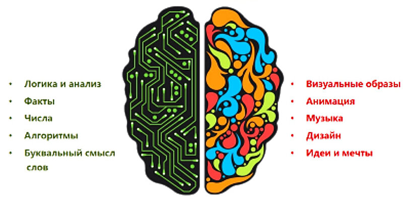Разделение полушарий мозга на логическое и эмоциональное назвали мифом - Российская газета