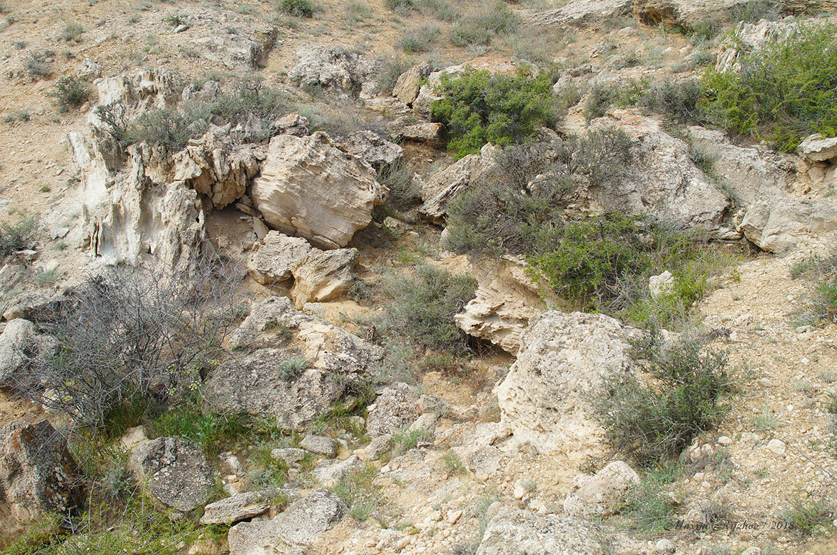 Биотоп серого геккона (Mediodactylus russowii). Вот в таких камнях они и бегают. 