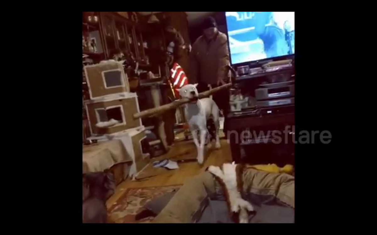 Кадр видео youtube.com/Animal Antics